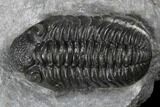 Adrisiops Weugi Trilobite - Recently Described Phacopid #174736-2